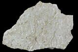 Polished Fossil Chain Coral (Catenipora) - Estonia #91862-1